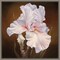 White Iris II by Marianne Broome 16-in. W x 16-in. H. Canvas Wall Art Print Framed in Grey